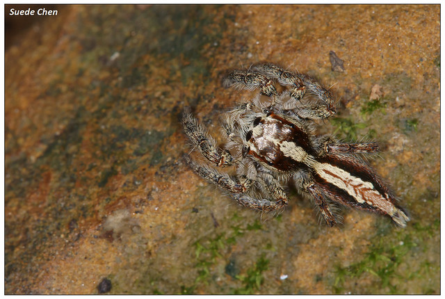 粗腳盤蛛 Pancorius crassipes