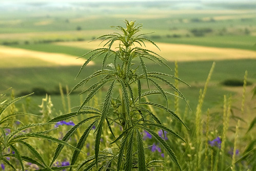 plant nature grass hdr cannabis