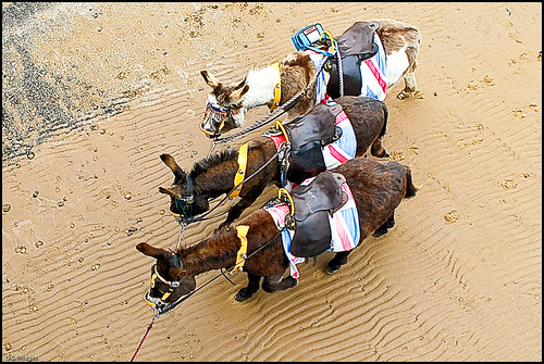 beach three sand donkeys fromabove rides ripples lookingdown birdseyeview saddles week52 52of2012