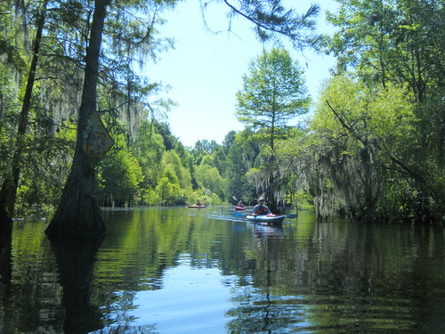 southcarolina kayaking swamp paddling sparkleberryswamp