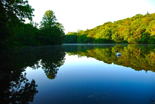 blue white mist newyork male green bird nature water colors sunrise reflections spring swan pond huntington peaceful calm longisland springs serene muteswan nikond80 coldsspringharbor
