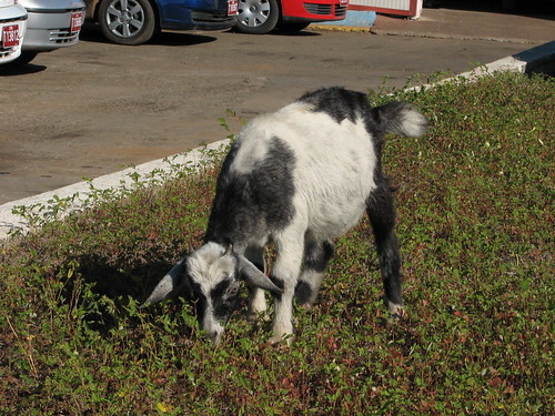 matanzas cuba 2007 goat chivo lezumbalaberenjena