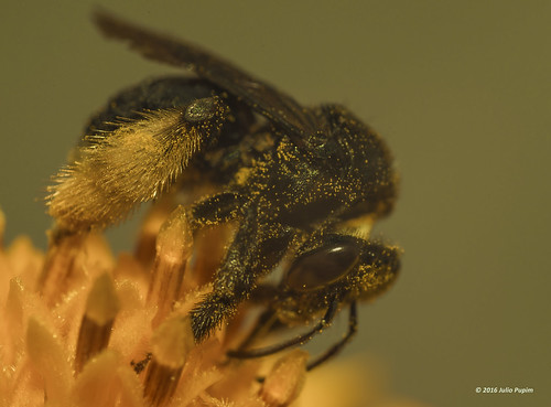 brasil bee piracicaba compositae organico polinização macrofotografia simbiose sitiosãojoão polém agriculturafamiliar abelhanativa juliopupim abelhasolitaria agrotóxicomata