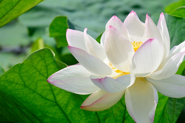ハス　Lotus flower