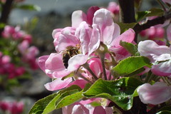 Apple Blossom Bee
