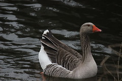Graylag Goose 1