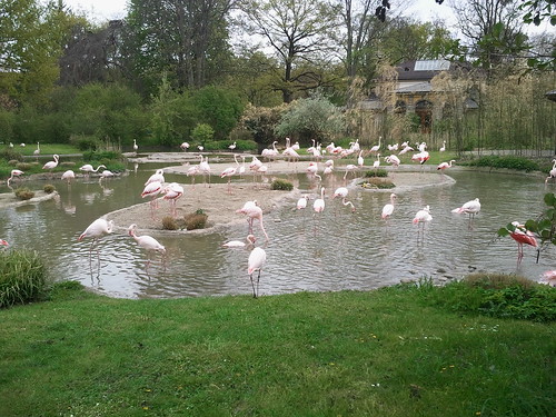 Flamingos, Basel Zoo