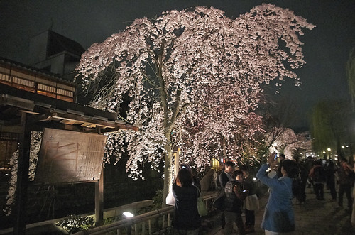 【写真】桜 : 祇園白川