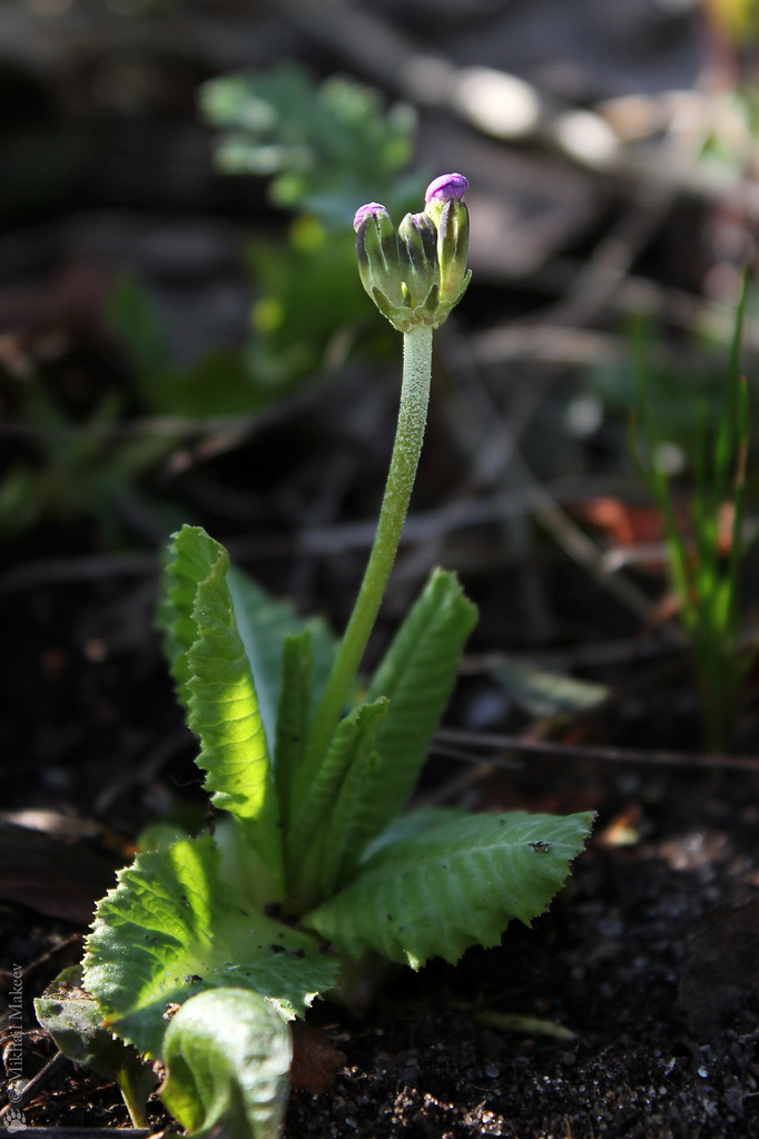 Primula denticulata — Примула мелкозубчатая (Первоцвет мелкозубчатый)