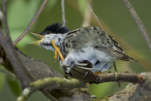 ohio blackpollwarbler lucascounty mageemarsh setophagastriata
