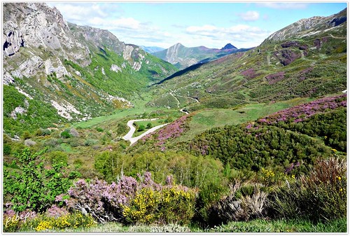 flores primavera camino valle asturias montaña sendero picos curva retama brezo saliencia valledesaliencia altodelafarrapona premiadareto