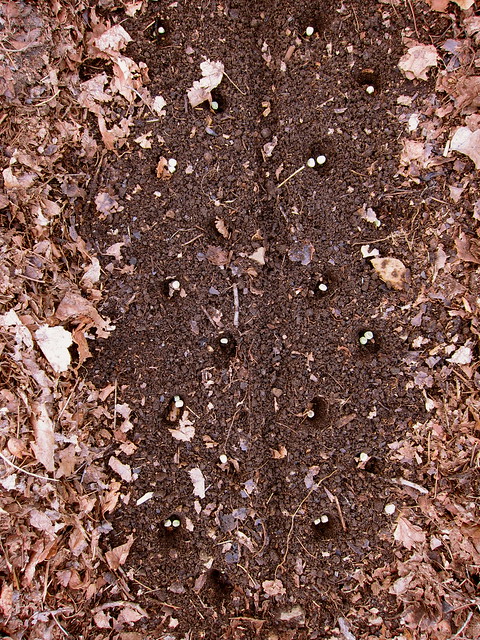 4.14.14 Sprouting and Seeding: Garlic, Peas + Favas