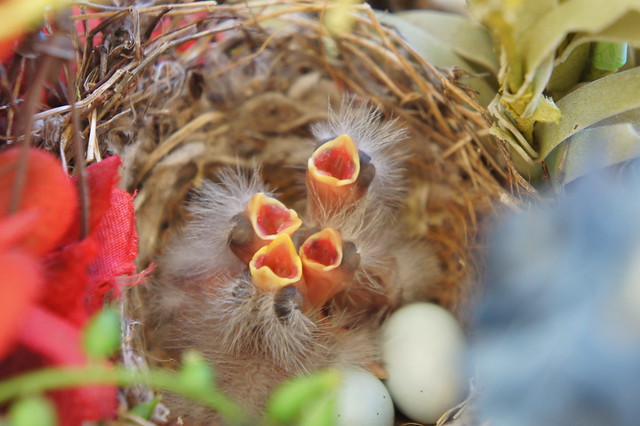 4 baby house finches ready waiting for food