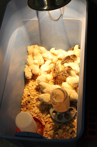 Cornish Cross Chicks and Turkey Poults