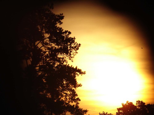 sun tree bird silhouette sunrise golden 62911b