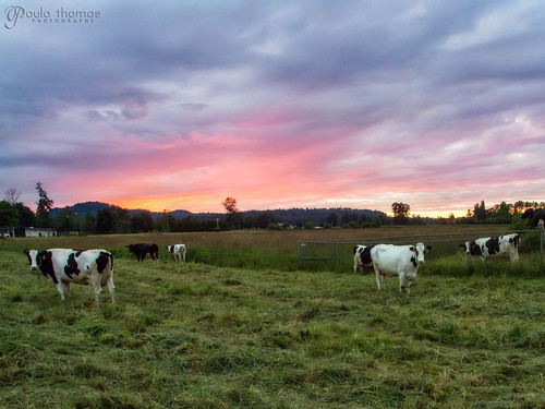 sunset sky grass clouds landscape cows olympus monroe 12mm 203 omd em5 highrockroad gettypending cal13