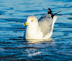 Floating Ring-billed Gull @ Folly Field Beach - Hilton Head Island, SC