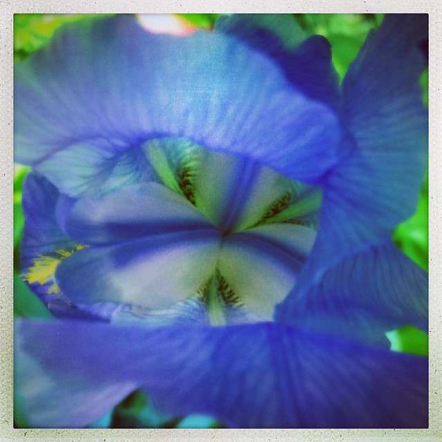 Iris #iris #irises #flowers #patiogardens #gardens #spring
