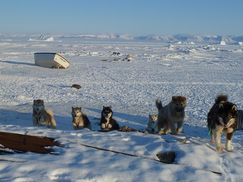 ice dogs boat greenland