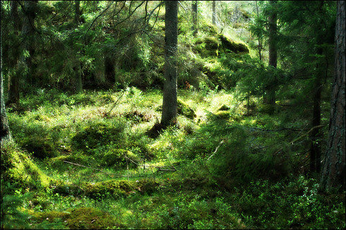 trees light sunlight tree green moss woods forrest sweden 2012 roslagen grisslehamn väddö