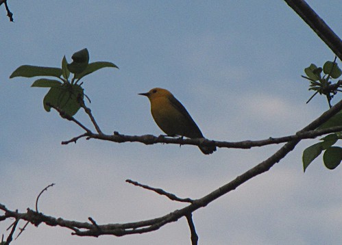 bird nature wildlife southcarolina warbler johnsonville prothonotarywarbler protonotariacitrea