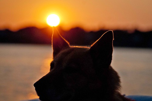 sunset dog marge lakedecatur sallyvannatta may2012 margecloseups