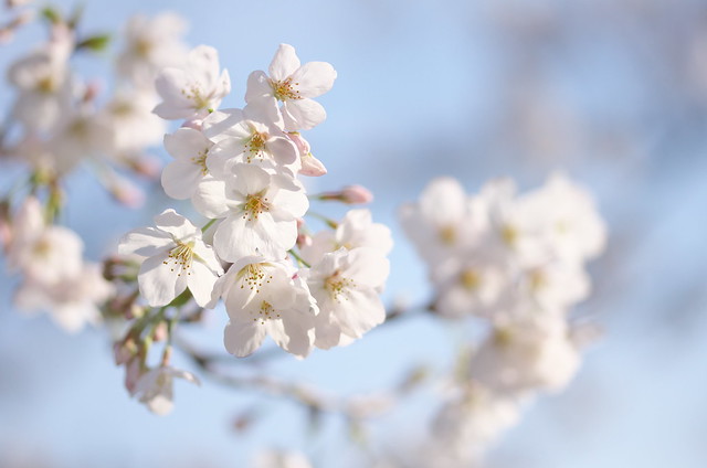 東京路地裏散歩 上野の桜 2014年3月29日