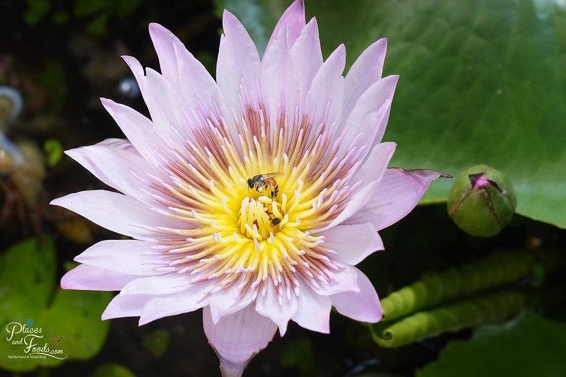 chiang mai flower and bee