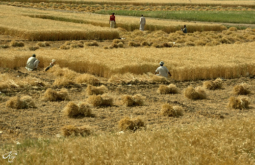 men yellow wheat egypt giallo mans farmer agriculture egitto grano uomini contadino agricotura