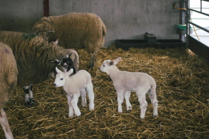 sheep lambs airfield