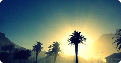 tree sunshine sunrise shine capetown palm