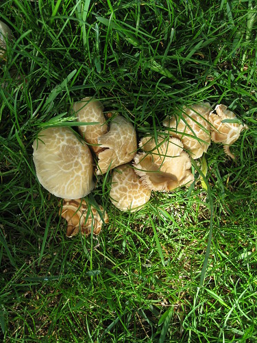 canada mushrooms bc columbia british castlegar