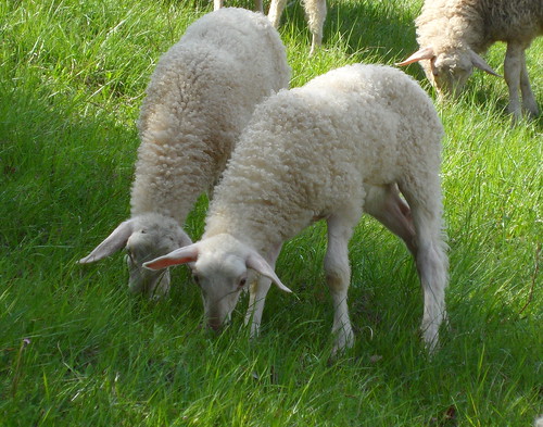 fotomie2009 fattoria bronzetta paroldo piemonte italia italy sheep pecore fauna pascolo gregge pasture countryside campagna herd lamb
