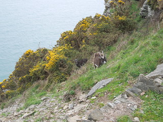 14 04 12 SWCP Day 3 (4) Goats at Valley of the Rocks