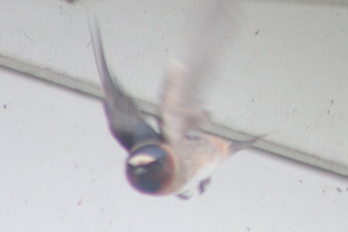 canada novascotia cliffswallow petrochelidonpyrrhonota