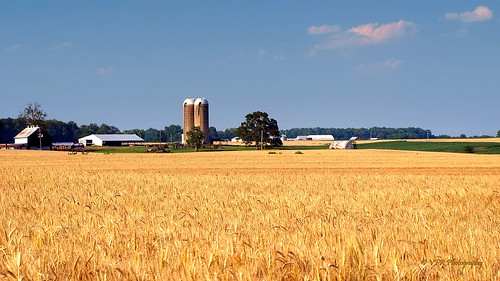 field yellow barn rural gold golden countryside spring tn farm tennessee country farming grain barns silo mature crop fields silos crops grains agriculture agricultural montgomerycounty winterwheat maturing mcgregorroad nearsadlersville