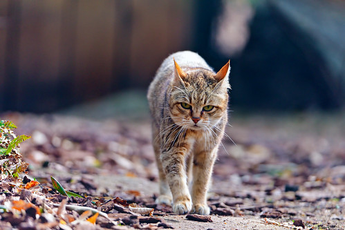 Walking wild cat
