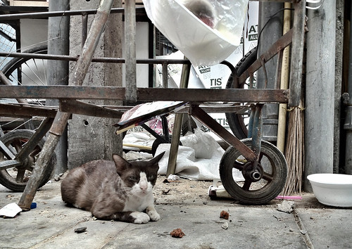Cat on Sukhumvit Road