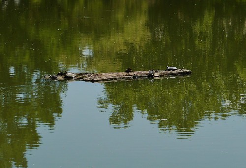 reflection turtle kansas