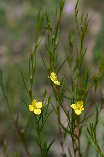 flower yellow onagraceae ludwigia 4petals wfgna ludwigialinearis narrowleafprimrosewillow