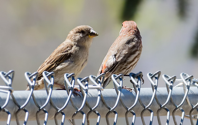Finches on a Fence
