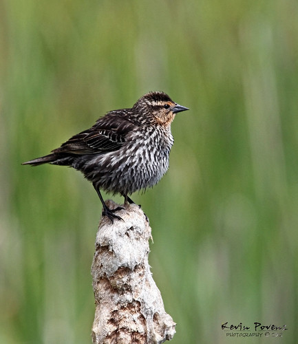 bird female may national sit geographic 2012 shiver redwingedblackbird