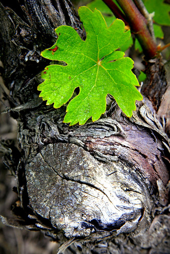 italy macro verde green nature leaf italia vine vineyards foglia amx 2012 cavour grinzane vigneti maranza maranzamax