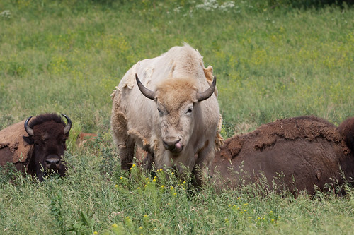 canon buffalo lincoln bison lincolnne 5dmarkii 5d2