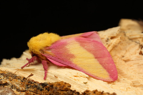 సహా - Rosy Maple Moth