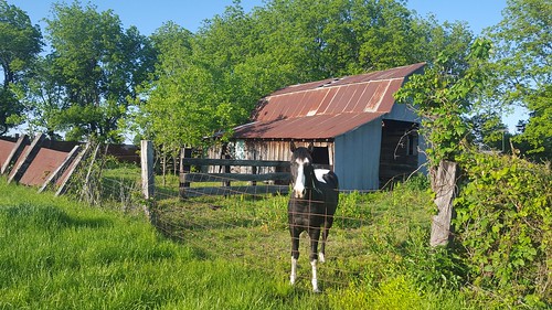 green pasture barn horse old tin rust grass fence leaning trees farm ranch country rural metal livestock summer animal paint falling post oklahoma wire home evening wood