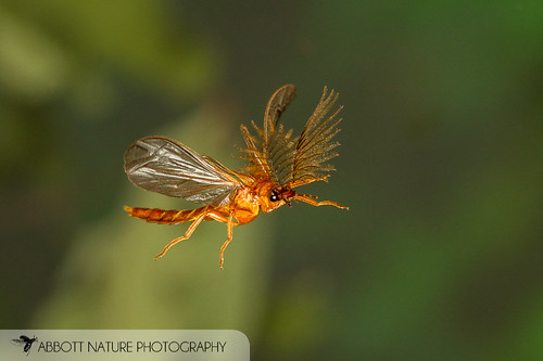 animals photography us unitedstates alabama behavior technique gordo hexapoda highspeedflash polyphaga insectainsects flyingflight coleopterabeetle arthropodaarthropods phengodidaeglowwormbeetles organismseukaryotes invertebratainvertebrates