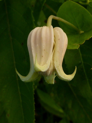clematisglaucophylla whiteleafleatherflower
