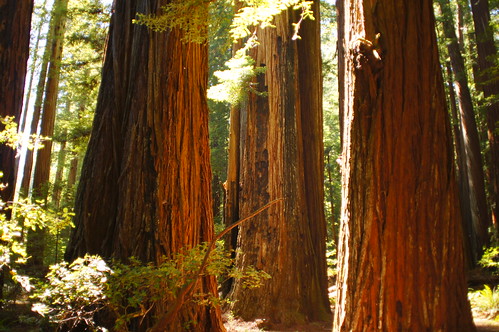 california trees humboldt state redwood redwoods avenueofthegiants parknorthern rockefellerloop