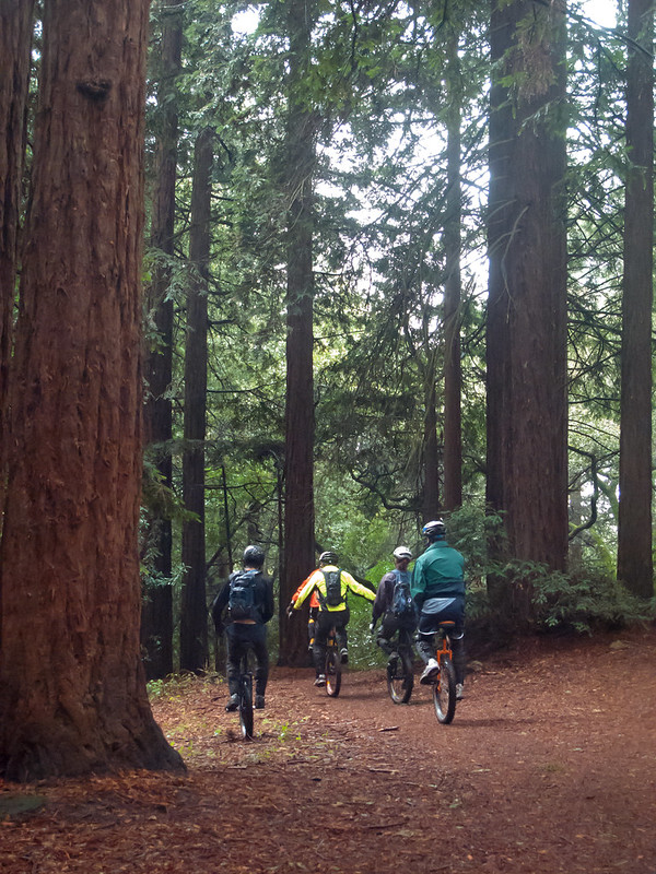 The group on Big Trees